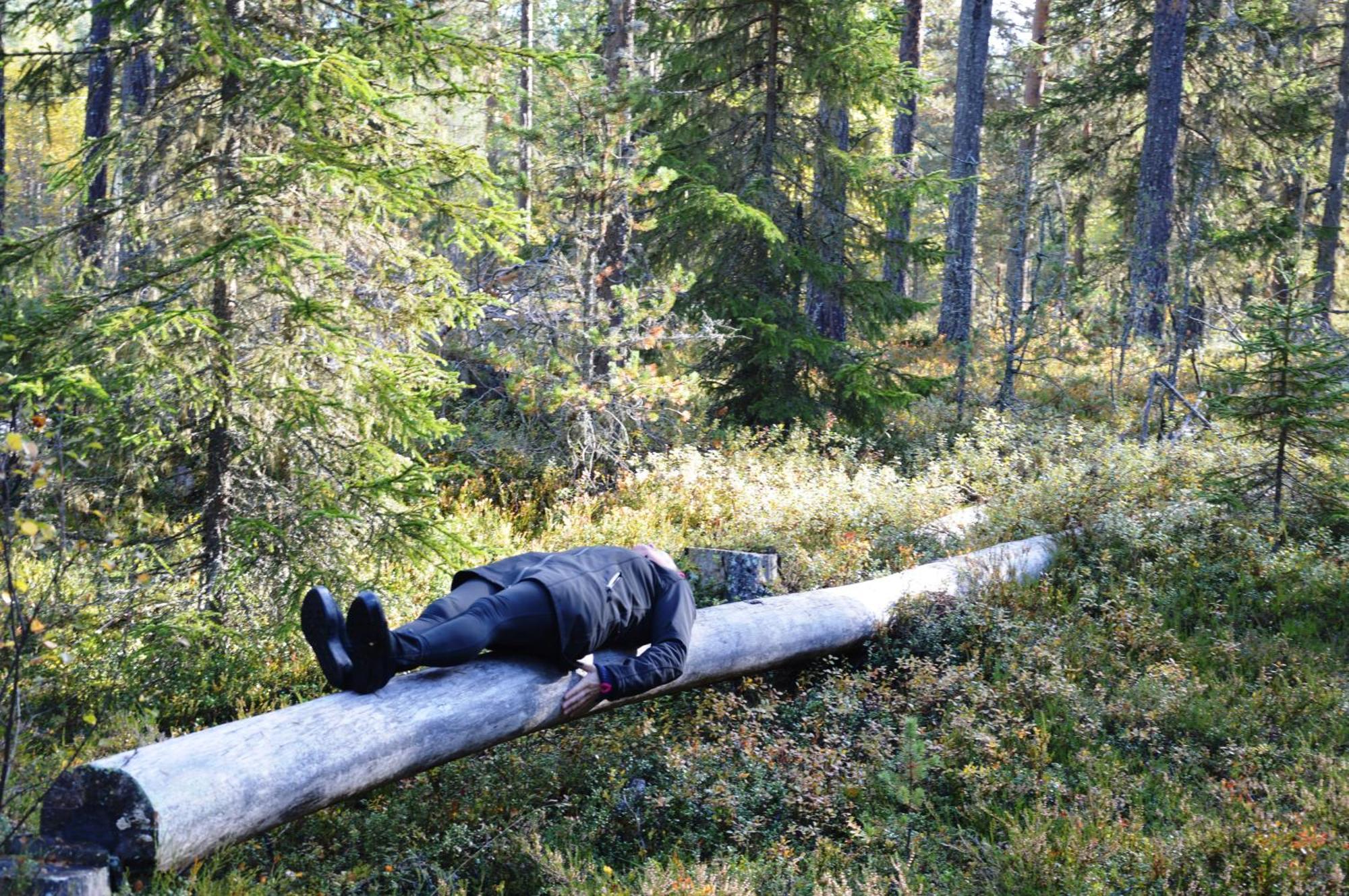 12 - Fulufjellets Nasjonalparker - Natur-, Dyre- Og Fugleopplevelser Ljørdal Esterno foto