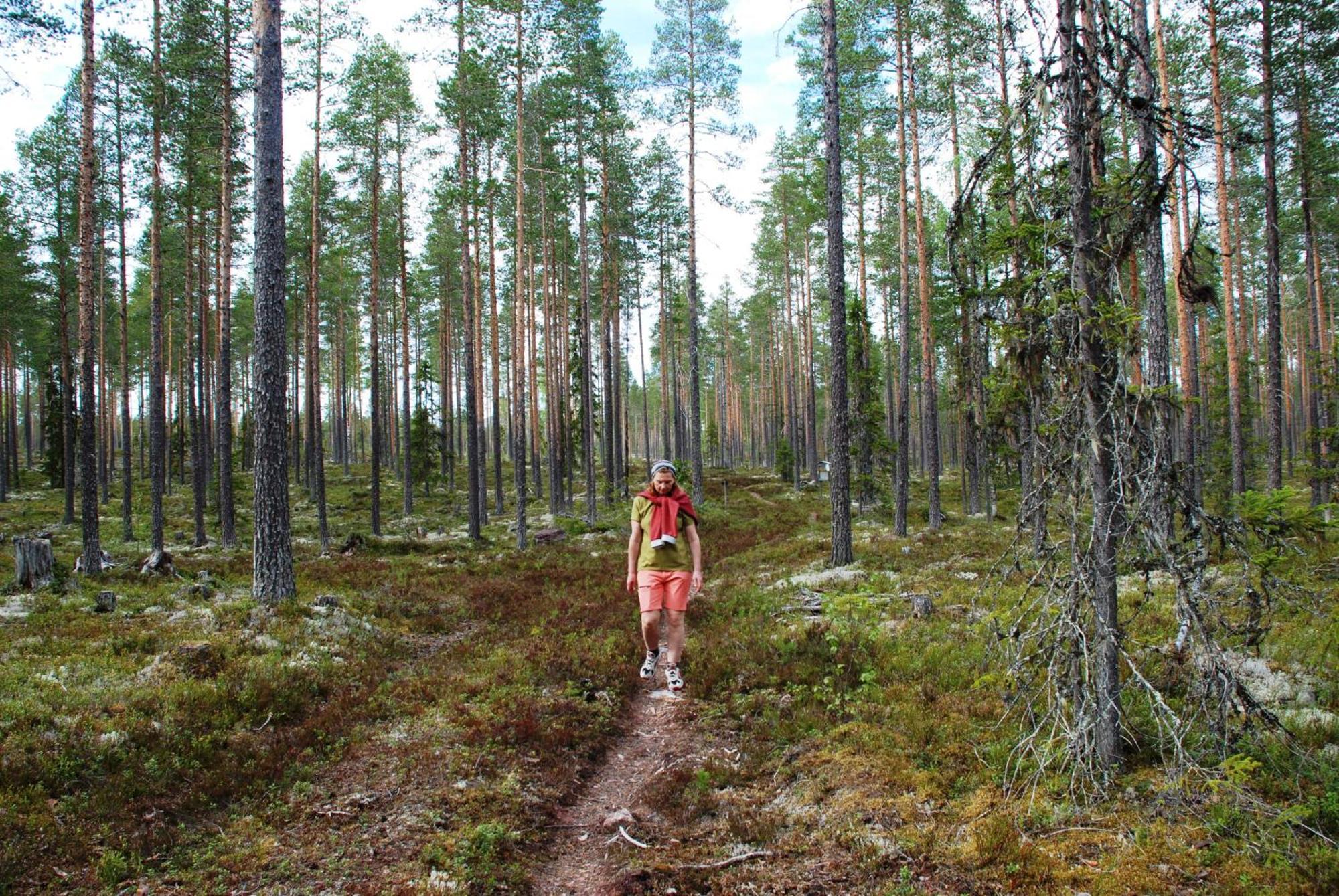 12 - Fulufjellets Nasjonalparker - Natur-, Dyre- Og Fugleopplevelser Ljørdal Esterno foto