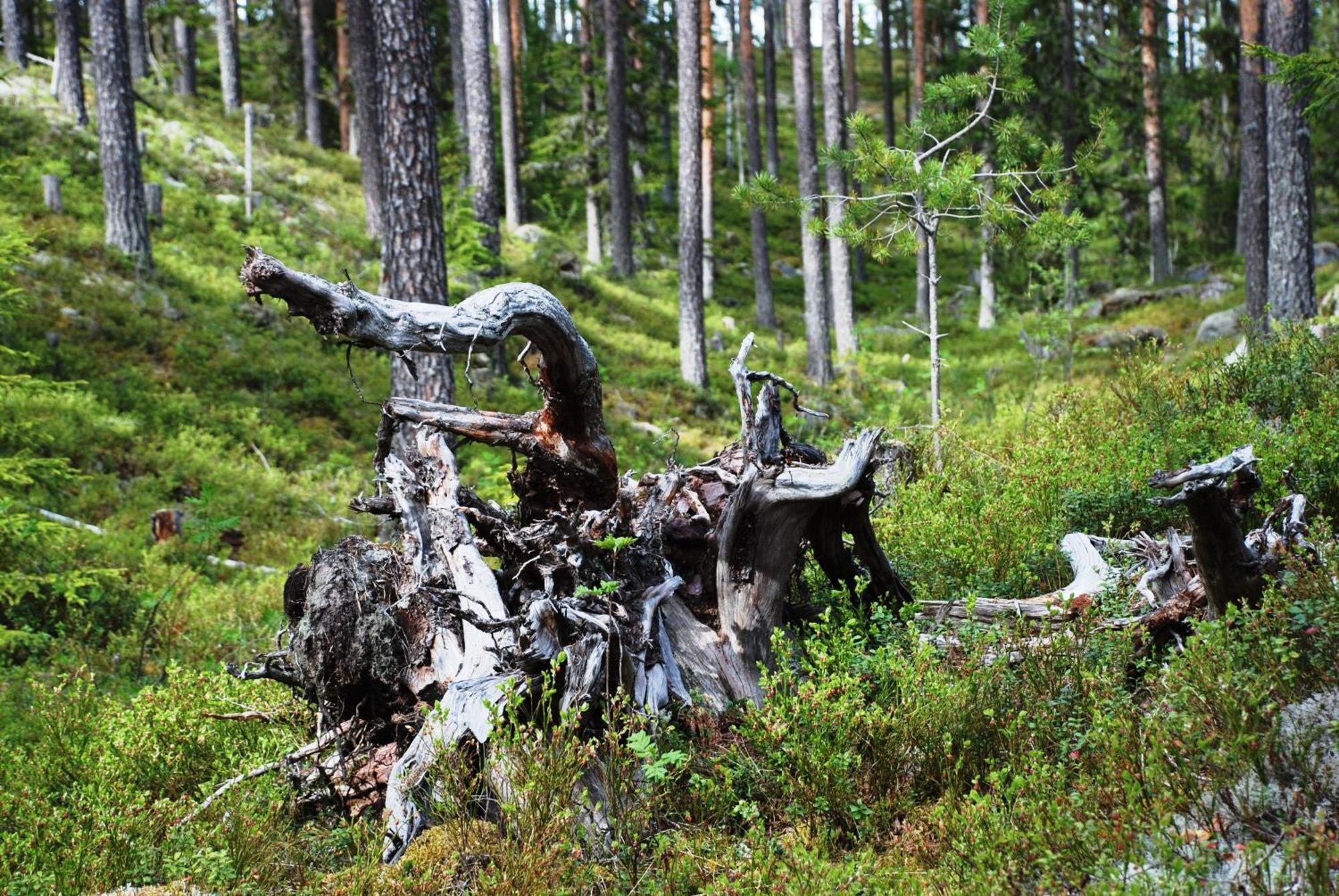 12 - Fulufjellets Nasjonalparker - Natur-, Dyre- Og Fugleopplevelser Ljørdal Esterno foto