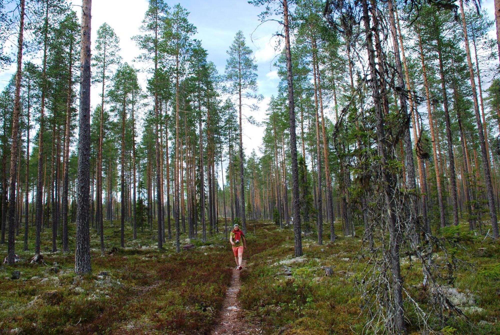 12 - Fulufjellets Nasjonalparker - Natur-, Dyre- Og Fugleopplevelser Ljørdal Esterno foto