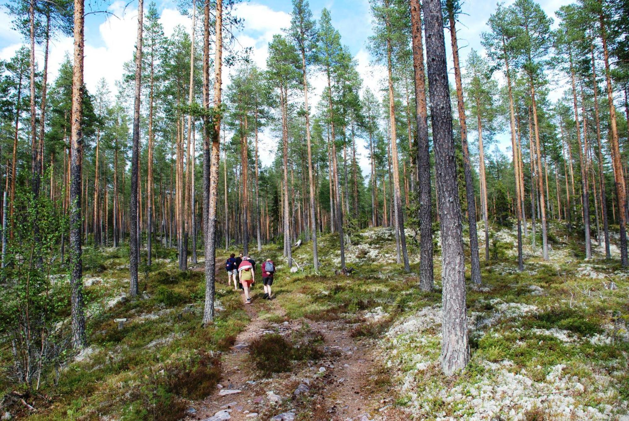 12 - Fulufjellets Nasjonalparker - Natur-, Dyre- Og Fugleopplevelser Ljørdal Esterno foto