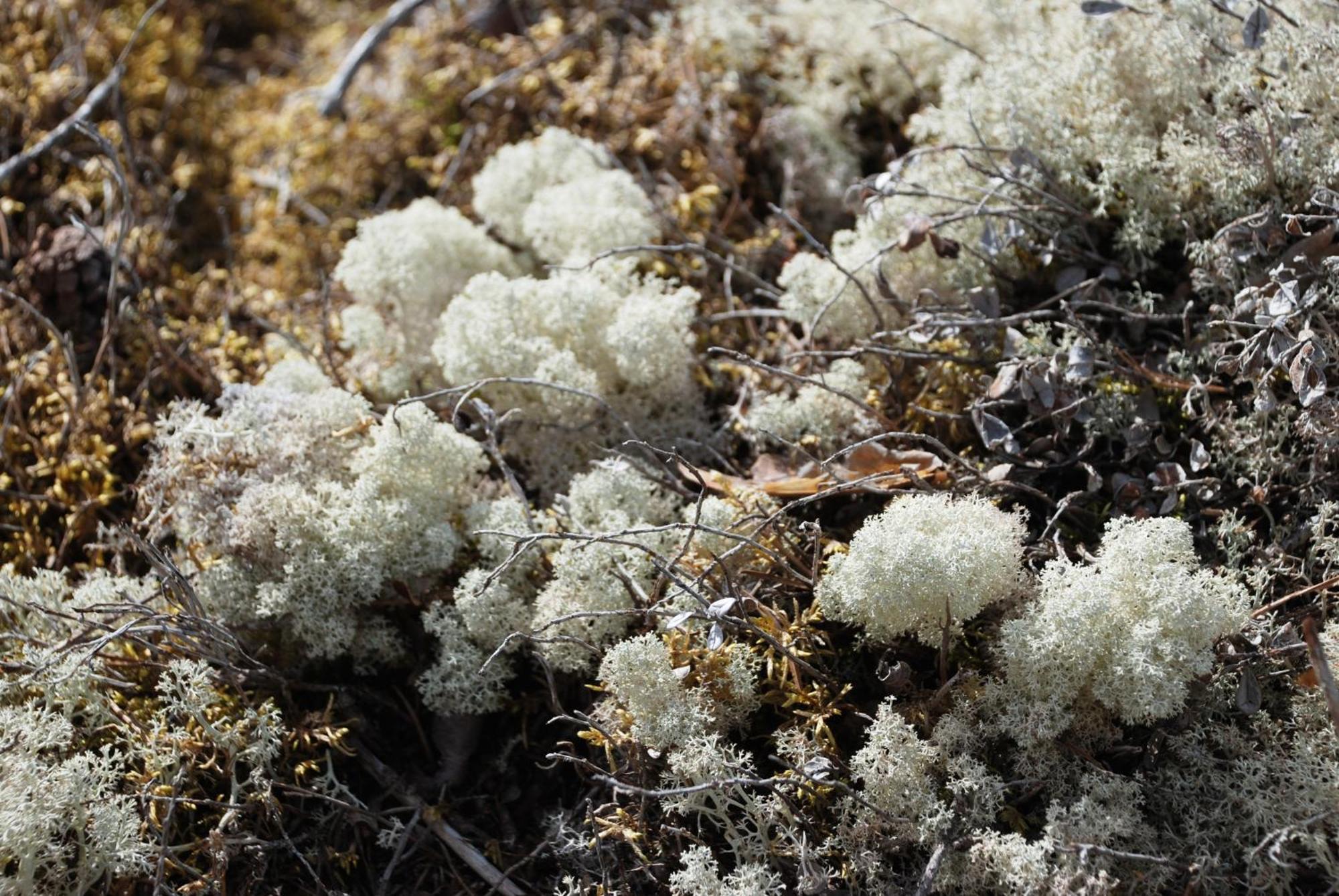12 - Fulufjellets Nasjonalparker - Natur-, Dyre- Og Fugleopplevelser Ljørdal Esterno foto