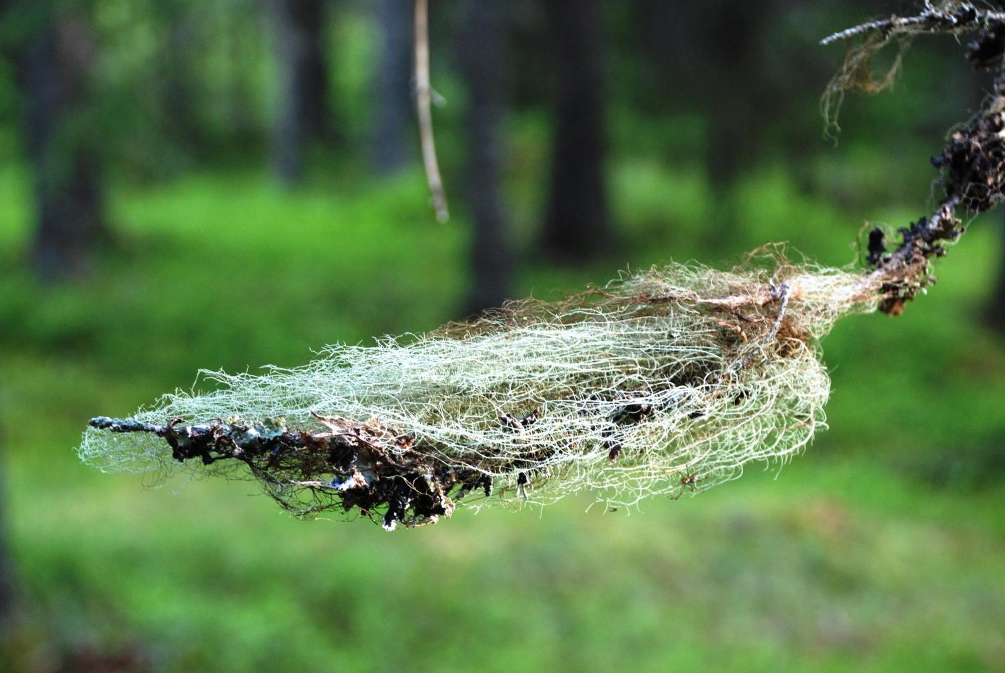 12 - Fulufjellets Nasjonalparker - Natur-, Dyre- Og Fugleopplevelser Ljørdal Esterno foto
