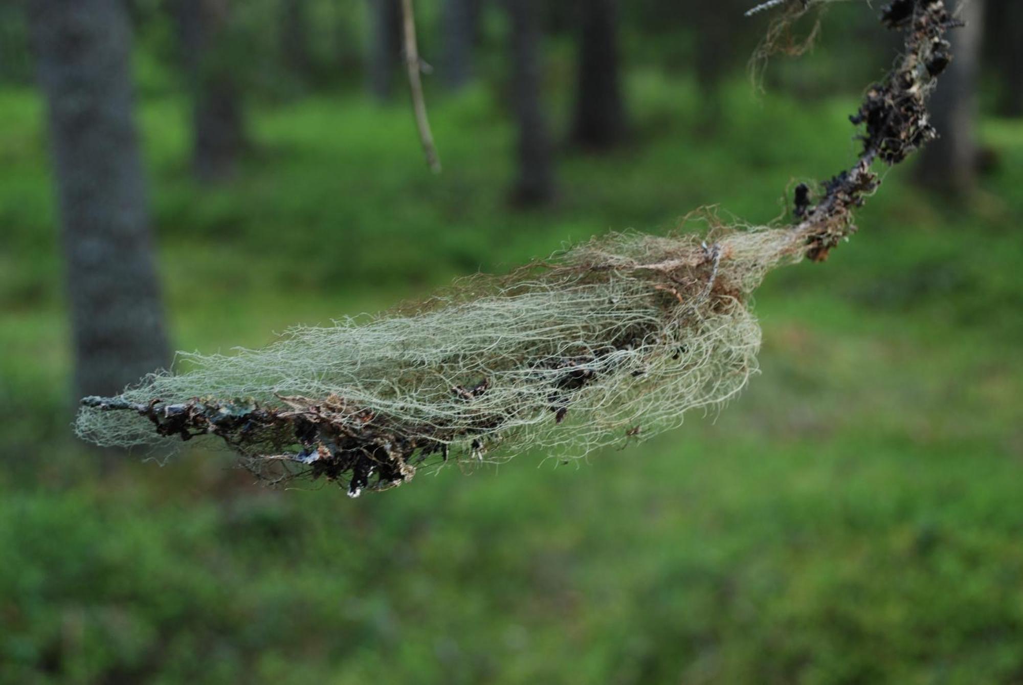 12 - Fulufjellets Nasjonalparker - Natur-, Dyre- Og Fugleopplevelser Ljørdal Esterno foto