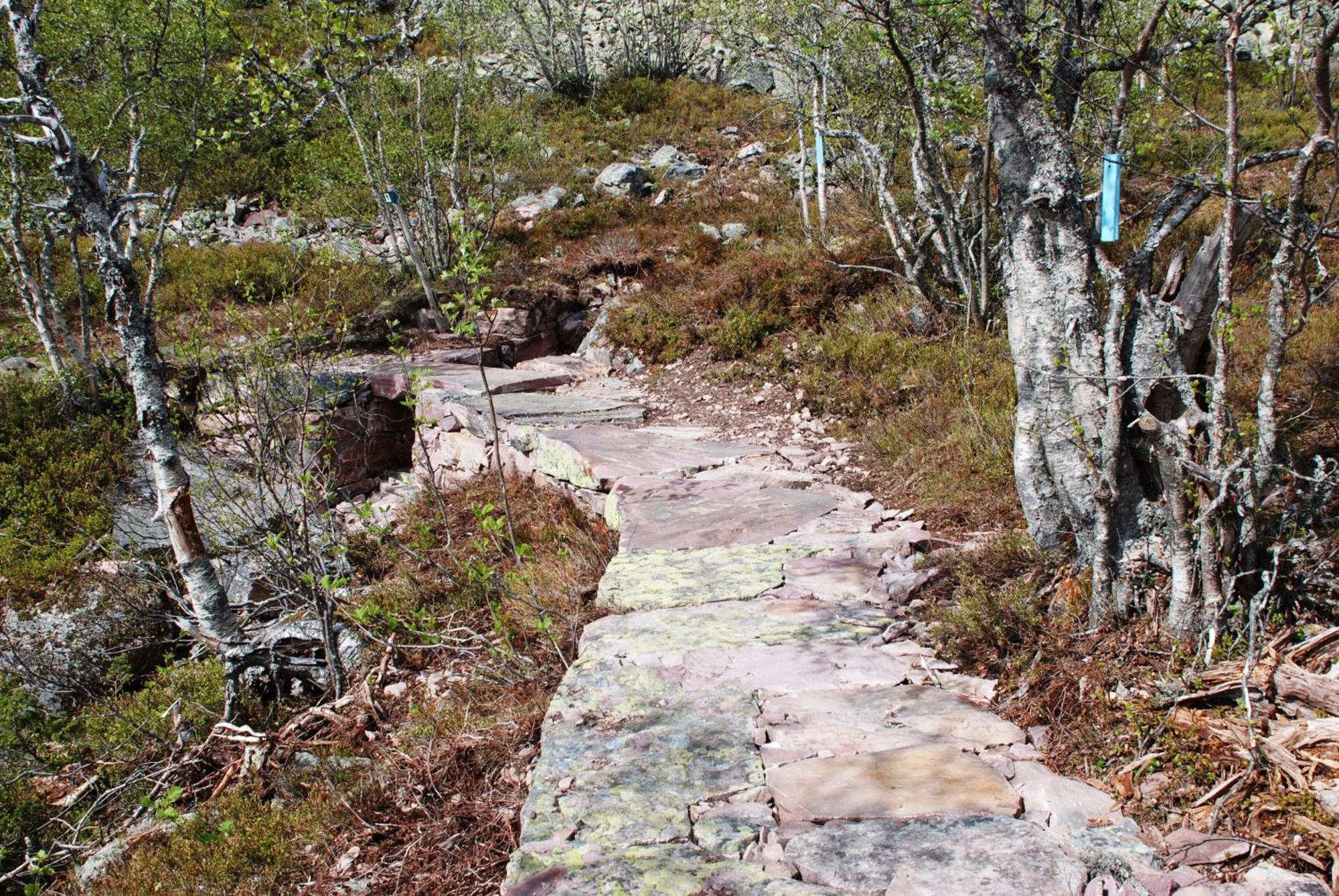 12 - Fulufjellets Nasjonalparker - Natur-, Dyre- Og Fugleopplevelser Ljørdal Esterno foto