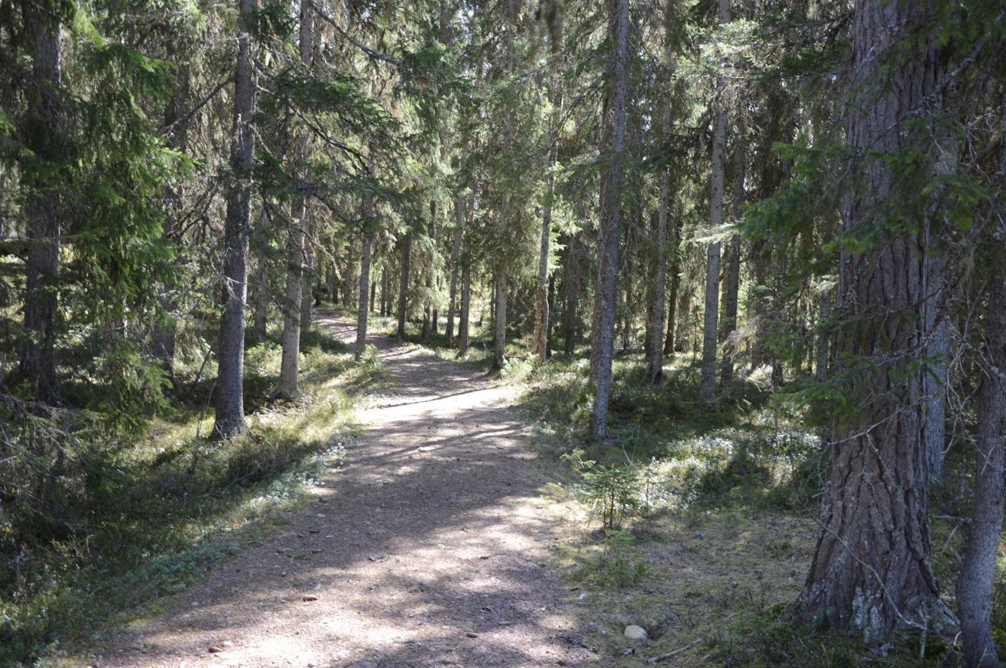 12 - Fulufjellets Nasjonalparker - Natur-, Dyre- Og Fugleopplevelser Ljørdal Esterno foto