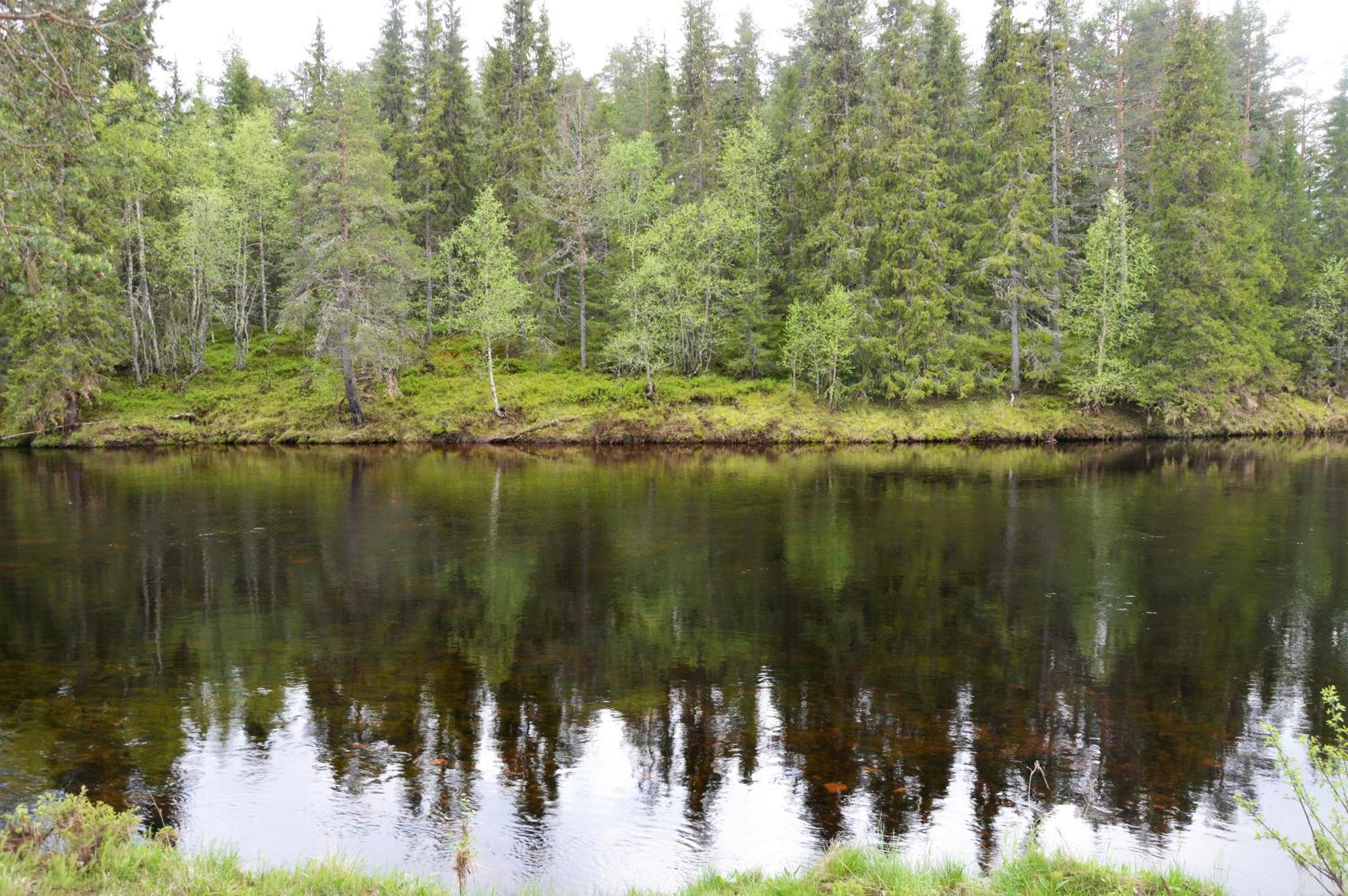 12 - Fulufjellets Nasjonalparker - Natur-, Dyre- Og Fugleopplevelser Ljørdal Esterno foto